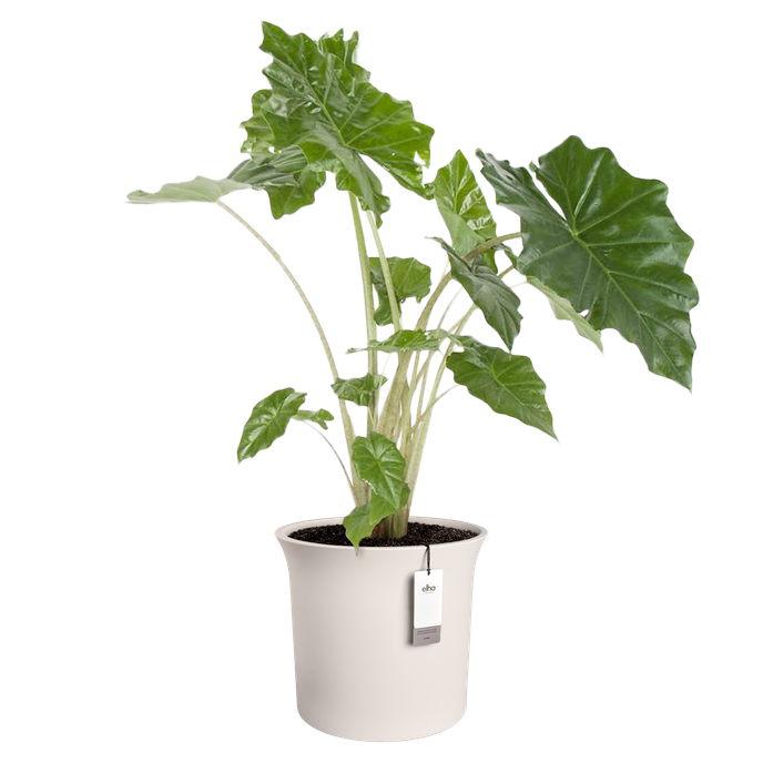 june tulip 47cm linnen wit